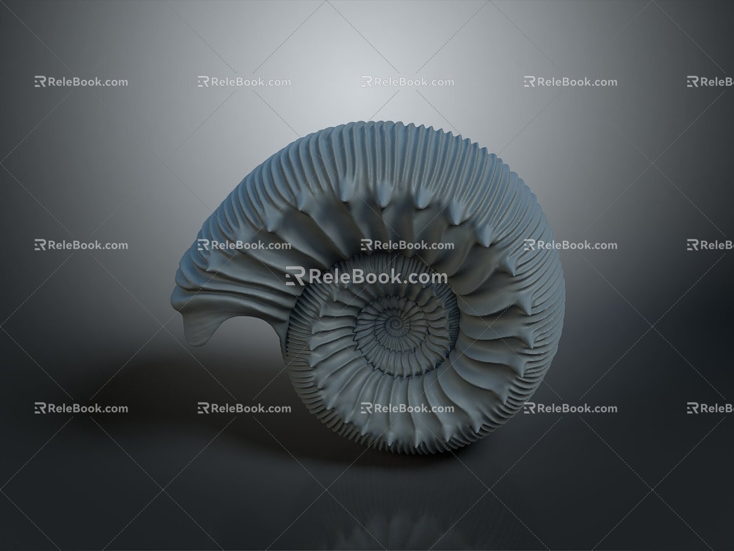 Chi chrysanthemum ancient fossil stone chrysanthemum fossil mollusk 3d model