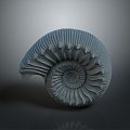 Chi chrysanthemum ancient fossil stone chrysanthemum fossil mollusk 3d model