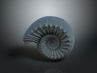 Chi chrysanthemum ancient fossil stone chrysanthemum fossil mollusk 3d model