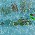 Aquatic Plants in Water with Lily Pads Water Lilies Reeds Aquatic Grasses and Small Fish