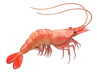 Vibrant Red Aquatic Shrimp Featuring Long Antennae And Segmented Legs 3d model