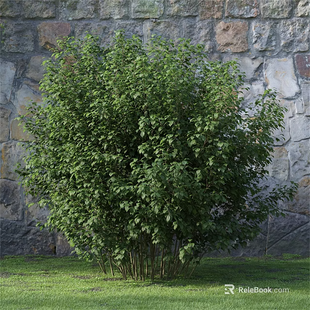 Lush Green Shrub With Dense Foliage In Outdoor Garden Landscape Design 3d model 