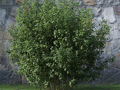 Lush Green Shrub With Dense Foliage In Outdoor Garden Landscape Design 3d model