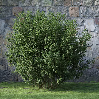 Shrub Garden Landscape Shrubs Elegant Hibiscus Shrubs 3d model