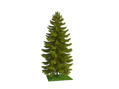 Tall Evergreen Tree With Dense Green Foliage And Grass Base 3d model