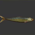 Green And Yellow Aquatic Fish With Black Spots Orange Eyes Yellow Tail On Black Background