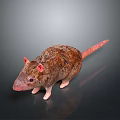 Brown Fur Rat With Pink Ears And Pink Tail Standing On Dark Background