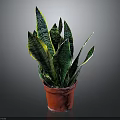 Sansevieria Snake Plant With Green And Yellow Striped Leaves In Red Pot