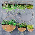 Hanging Basket Plants With Metal Circular Frames And Green Foliage For Indoor Decoration