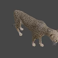 Cheetah With Spotted Fur Standing In Side Profile Against Dark Background 3d model