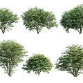 Different Green Leafy Shrubs with Various Natural Shapes and Foliage for Landscaping