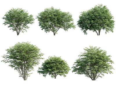 Different Green Leafy Shrubs with Various Natural Shapes and Foliage for Landscaping 3d model