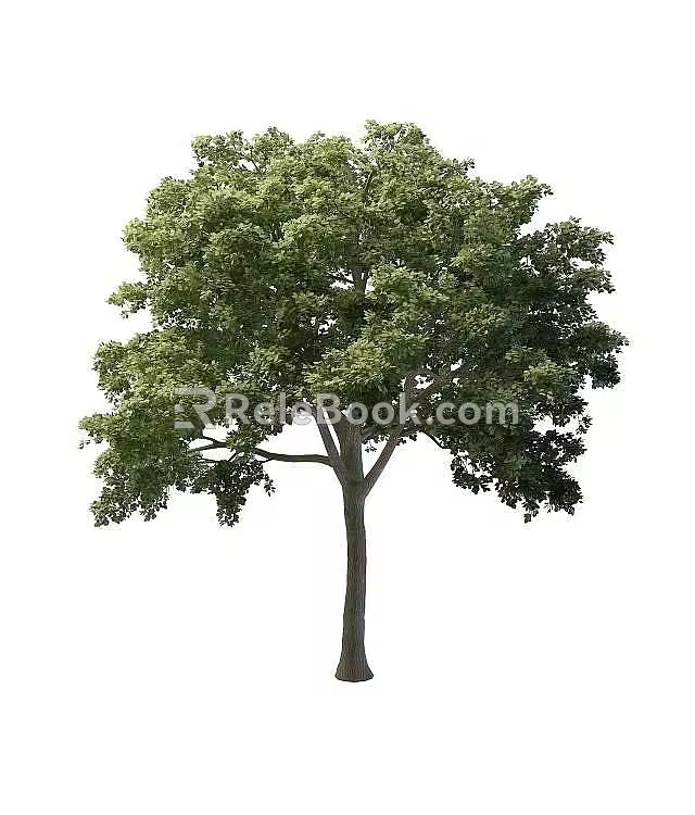 Road Greening Tree 3d model