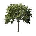 Road Greening Tree 3d model
