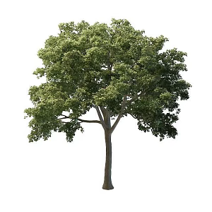Road Greening Tree 3d model