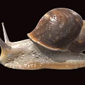 Reptile Snail Featuring Brown Shell And White Body On Black Background
