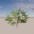 Lush Green Tree With Dense Foliage And Strong Trunk Structure