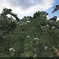 Bonsai Potted Plant with Lush Monstera Leaves White Flowers and Sunlight Shine
