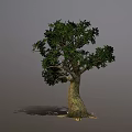 Lush Green Tree With Thick Trunk Exposed Roots And Dense Foliage 3d model