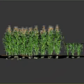 Thriving Young Green Corn Plants Growing In Square Agricultural Soil Bed