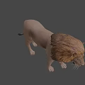 Realistic 3D Lion Model With Detailed Mane Standing On Dark Background