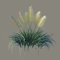 Lush Green Shrub with Multiple White Feathery Plumes and Long Leaves