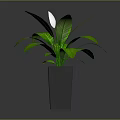 Peace Lily Indoor Plant With Green Leaves White Flower And Square Ceramic Pot