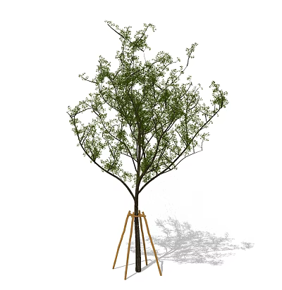 Tall Arbor with Green Leaves and Wooden Trunk Supports on White Background 3d model