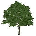 Tall Arbor With Lush Green Leaves And Sturdy Trunk Isolated On White Background
