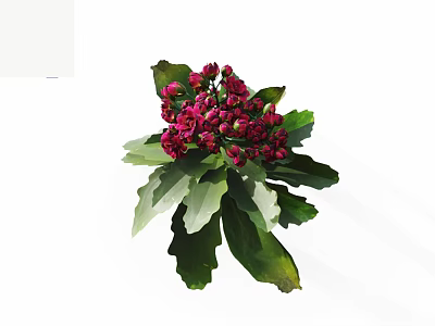 Vibrant Red Flowers With Dense Blooms And Broad Green Leaves 3d model