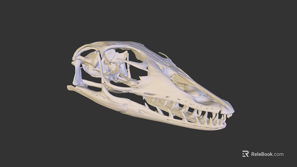 Detailed 3D Rendered Dinosaur Skull With Skeletal Structure And Sharp Teeth 3d model 