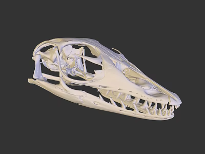 Detailed 3D Rendered Dinosaur Skull With Skeletal Structure And Sharp Teeth 3d model