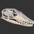 Detailed 3D Rendered Dinosaur Skull With Skeletal Structure And Sharp Teeth