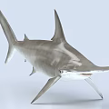 Hammerhead Shark Aquatic Animal With Distinctive Head Shape Sleek Body And Dorsal Fin