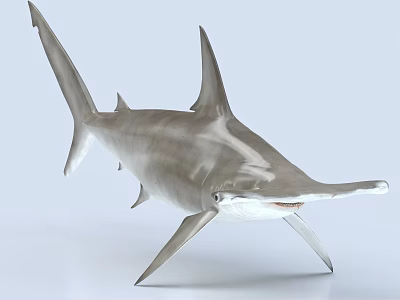Hammerhead Shark Aquatic Animal With Distinctive Head Shape Sleek Body And Dorsal Fin 3d model