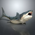 Detailed Shark Model with Open Mouth and Sharp Teeth on Gray Background with Reflection 3d model