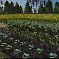Garden Landscape With Various Vegetable Beds Green Purple Leaves Yellow Flower Field And Background Trees