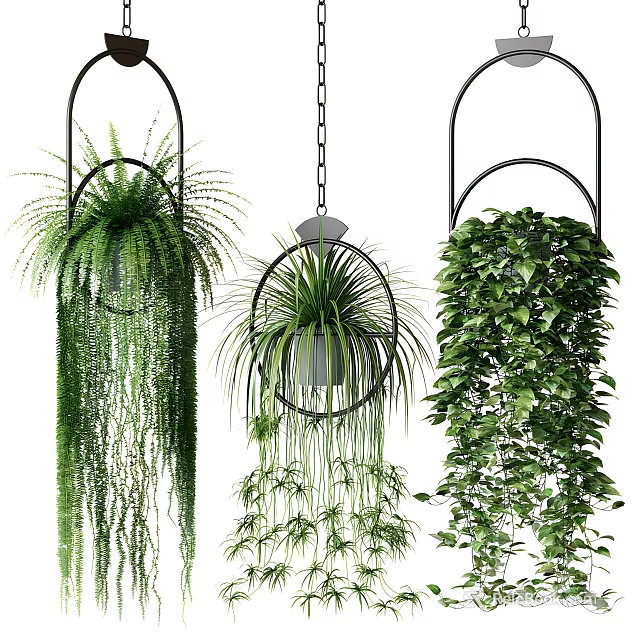 Hanging Potted Green Plants With Lush Foliage And Black Metal Ring Holders Decor 3d model 