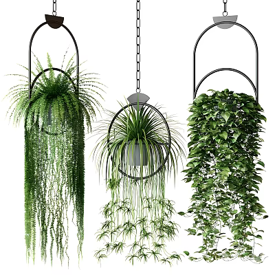 Hanging Potted Green Plants With Lush Foliage And Black Metal Ring Holders Decor 3d model
