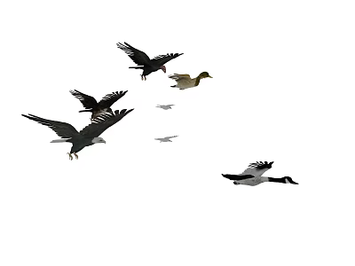 Flying Birds Of Various Species Soaring In Mid Flight Through Open Sky Together 3d model