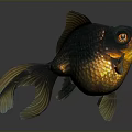 Black and Gold Goldfish With Large Eyes And Flowing Fins On Dark Background With Reflection