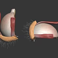 modern eye structure human eye structure eyeball 3d model