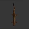 Detailed Brown Salamander With Textured Skin On Smooth Reflective Surface 3d model