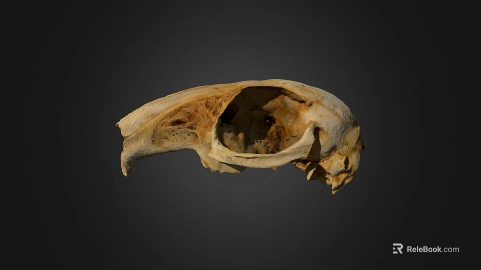 Detailed Animal Skull Anatomical Structure With Natural Bone Texture And Features 3d model 