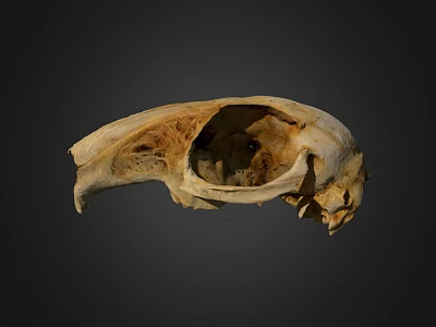 Detailed Animal Skull Anatomical Structure With Natural Bone Texture And Features 3d model