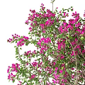 Lush Tree with Pink Flowers and Green Leaves on Twisted Trunk