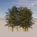 Tall Bamboo Trees With Lush Green Leaves And Slender Trunks Growing Together