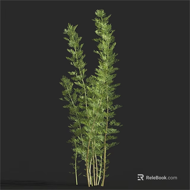 Green Herbaceous Plants With Slender Stems And Feathery Leaves In Fresh Green Against Black Background 3d model 