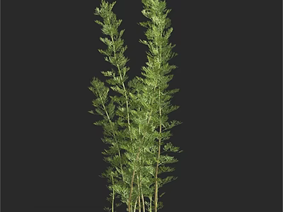 Green Herbaceous Plants With Slender Stems And Feathery Leaves In Fresh Green Against Black Background 3d model