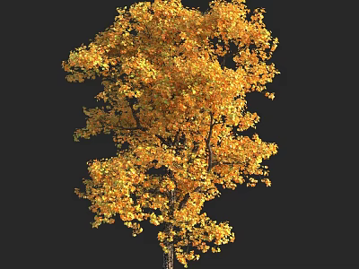Vibrant Golden Yellow Leaf Arbor With Lush Foliage Against Black Background 3d model